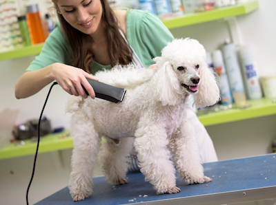 dog grooming sharpening service
